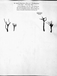 Xylaria hypoxylon image